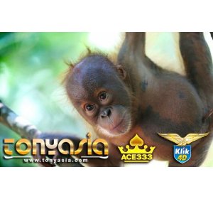 Orangutan Pekerja seks di Kalimantan | Judi Online Indonesia