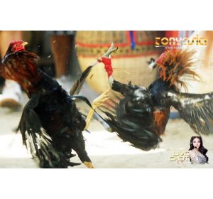 Cara Mudah Untuk Menyaksikan Video | Sabung Ayam Online | Bandar Judi Sabung Ayam