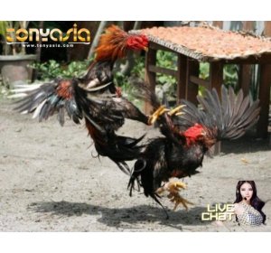 Cara Peluang Menang Dalam Taruhan | Sabung Ayam Online | Bandar Judi Sabung Ayam